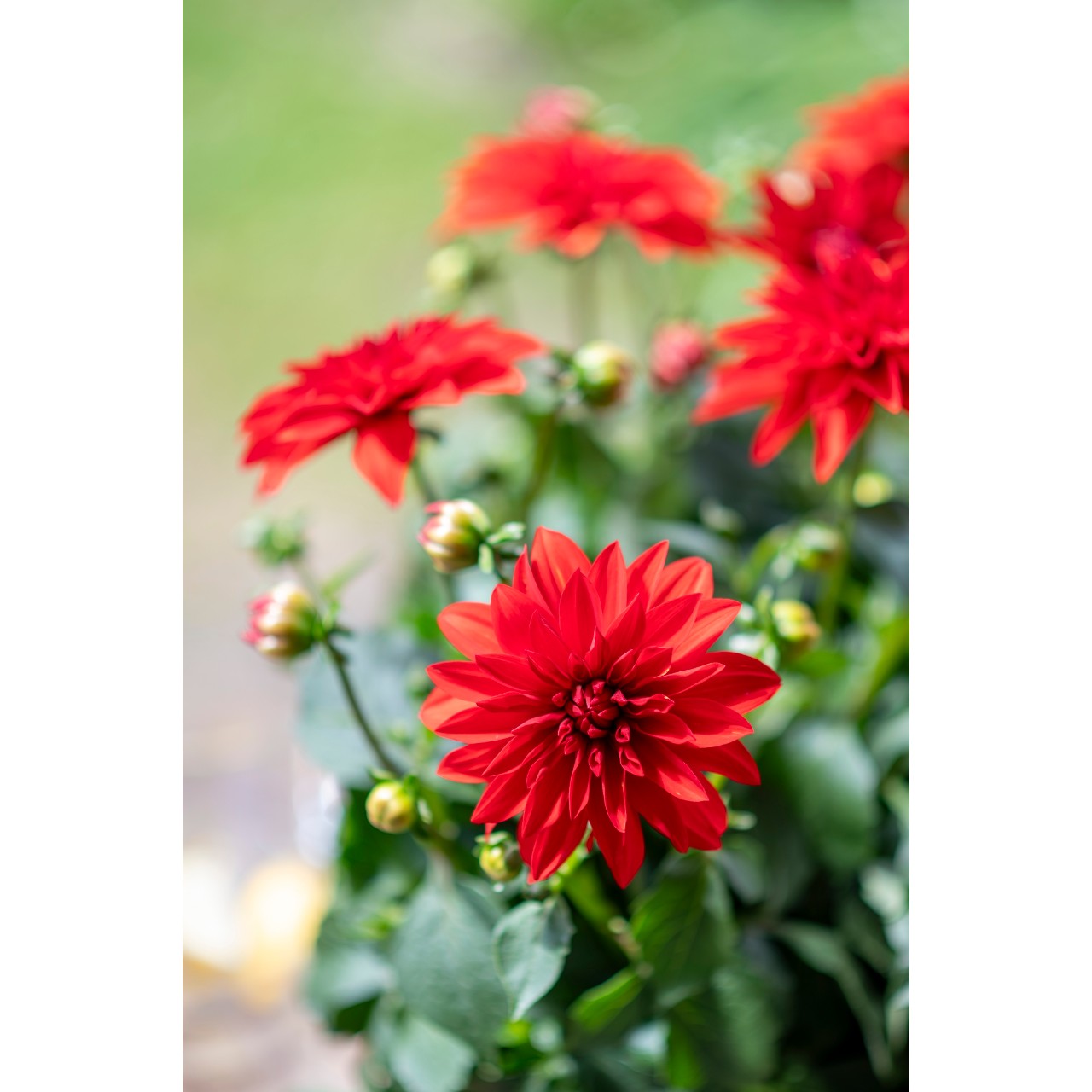 Георгина Hypnotica Red