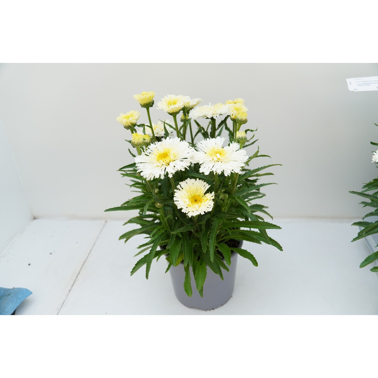Нивяник Sweet Daisy Sonja/Yanneke