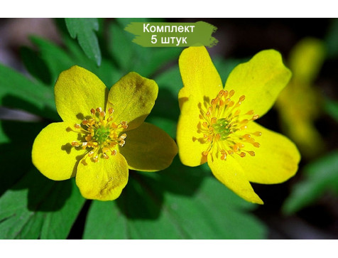 Комплект 5шт  / Анемона Лютичная - Ж