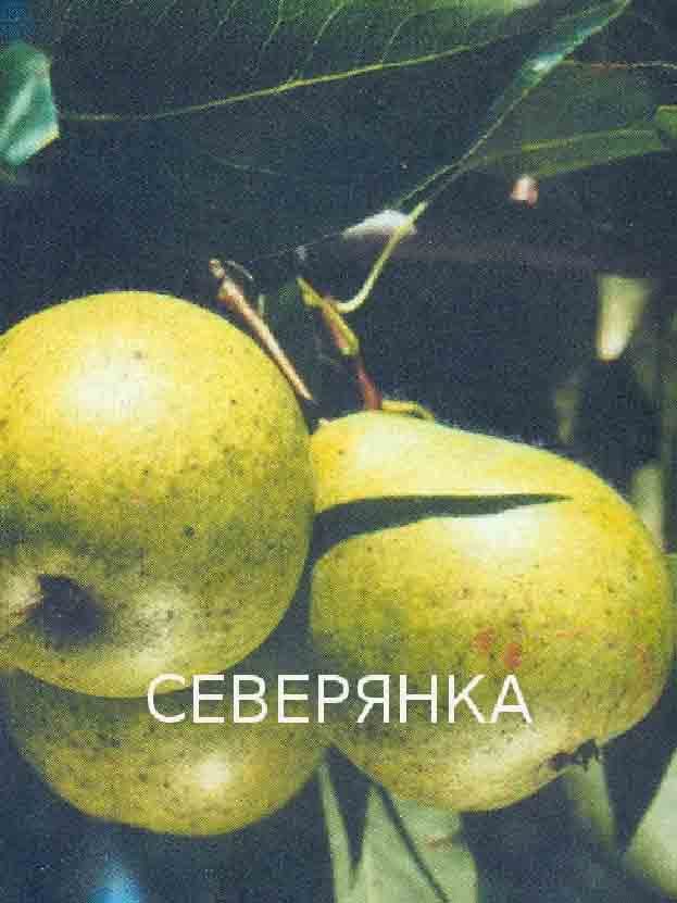 Северянка