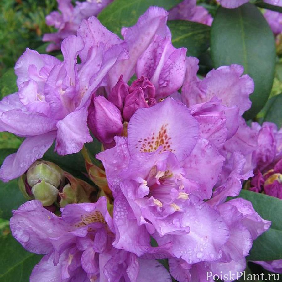 Рододендрон гибридный Fastuosum Flore Pleno