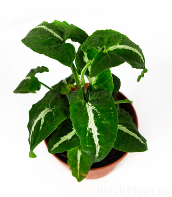 Сингониум ножколистный Wendlandii