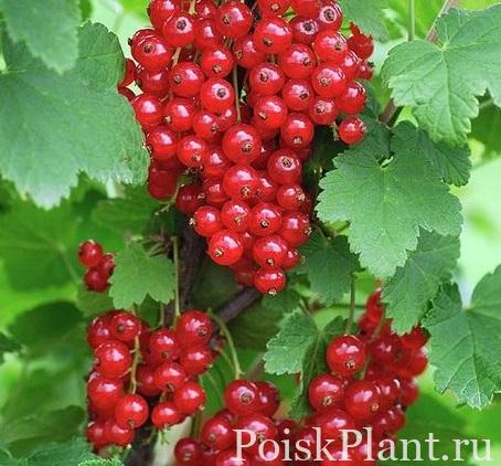 Смородина красная Сахарная