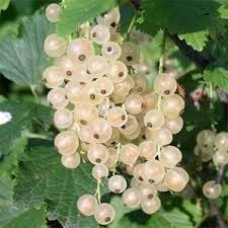 Смородина белая Баяна (Ribes niveum)
