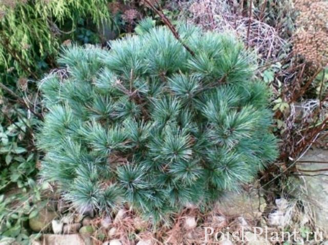 Сосна обыкновенная Tabuliformis