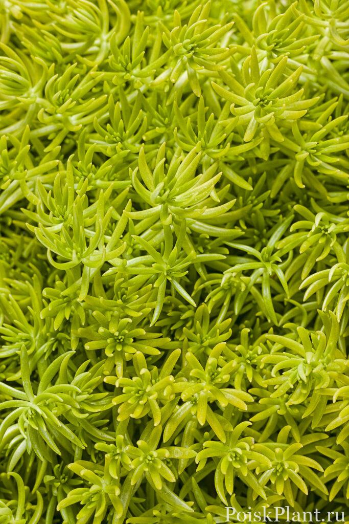 Очиток мексиканский Lemon Coral