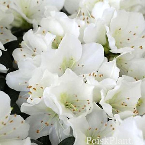 Азалия японская Diamant Weiss