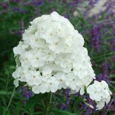 Флокс метельчатый (Phlox paniculata David)