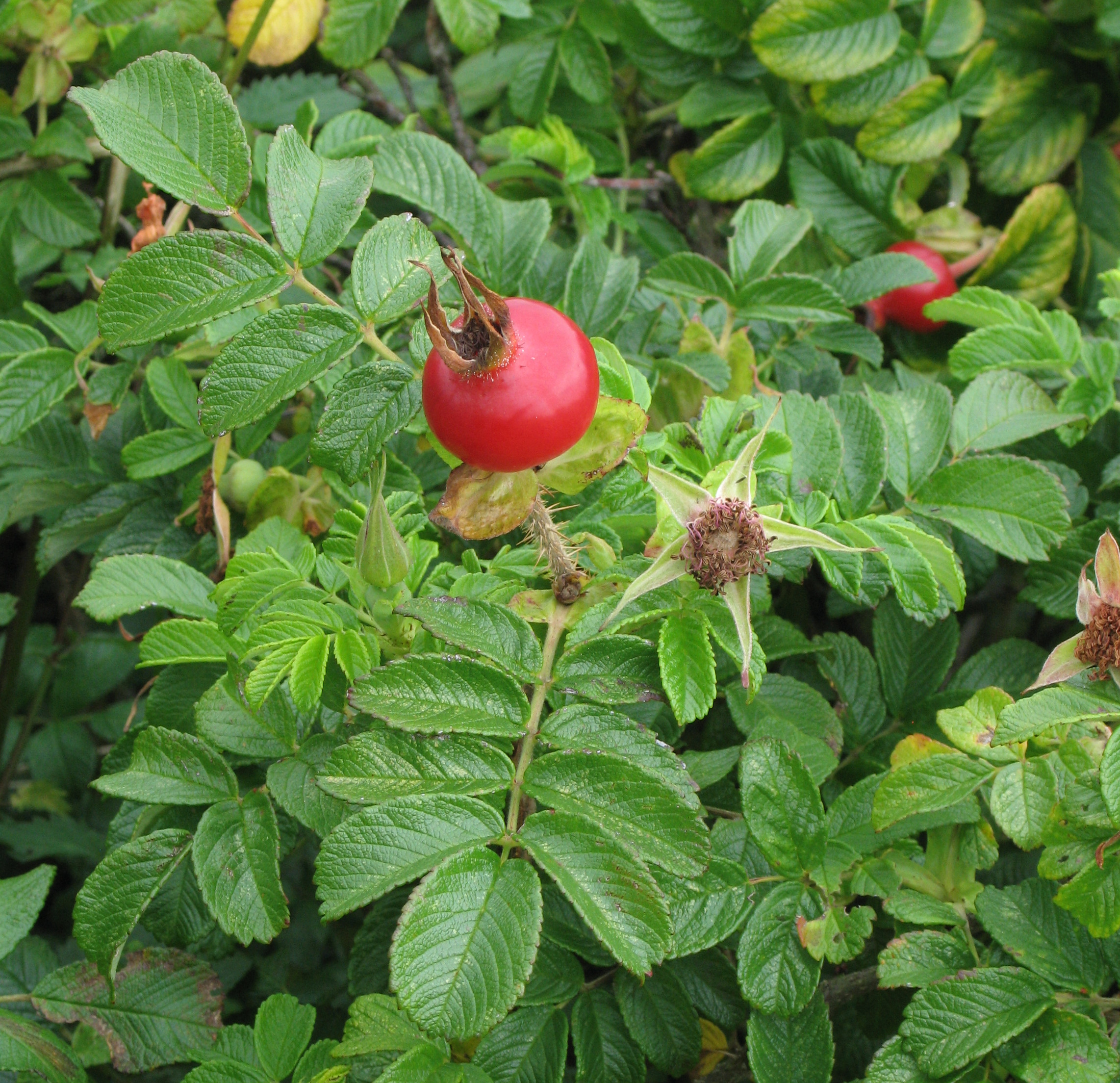 Роза морщинистая (Rose rugosa Blanc Double de Coubert)