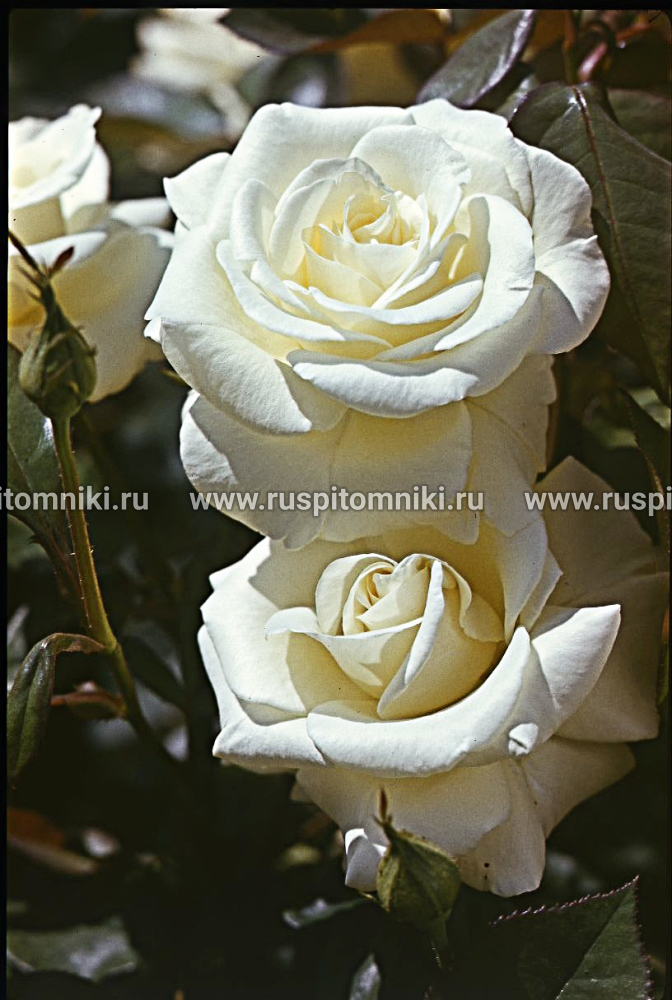 Розы Флорибунда Evening Star’ = ‘JACven
