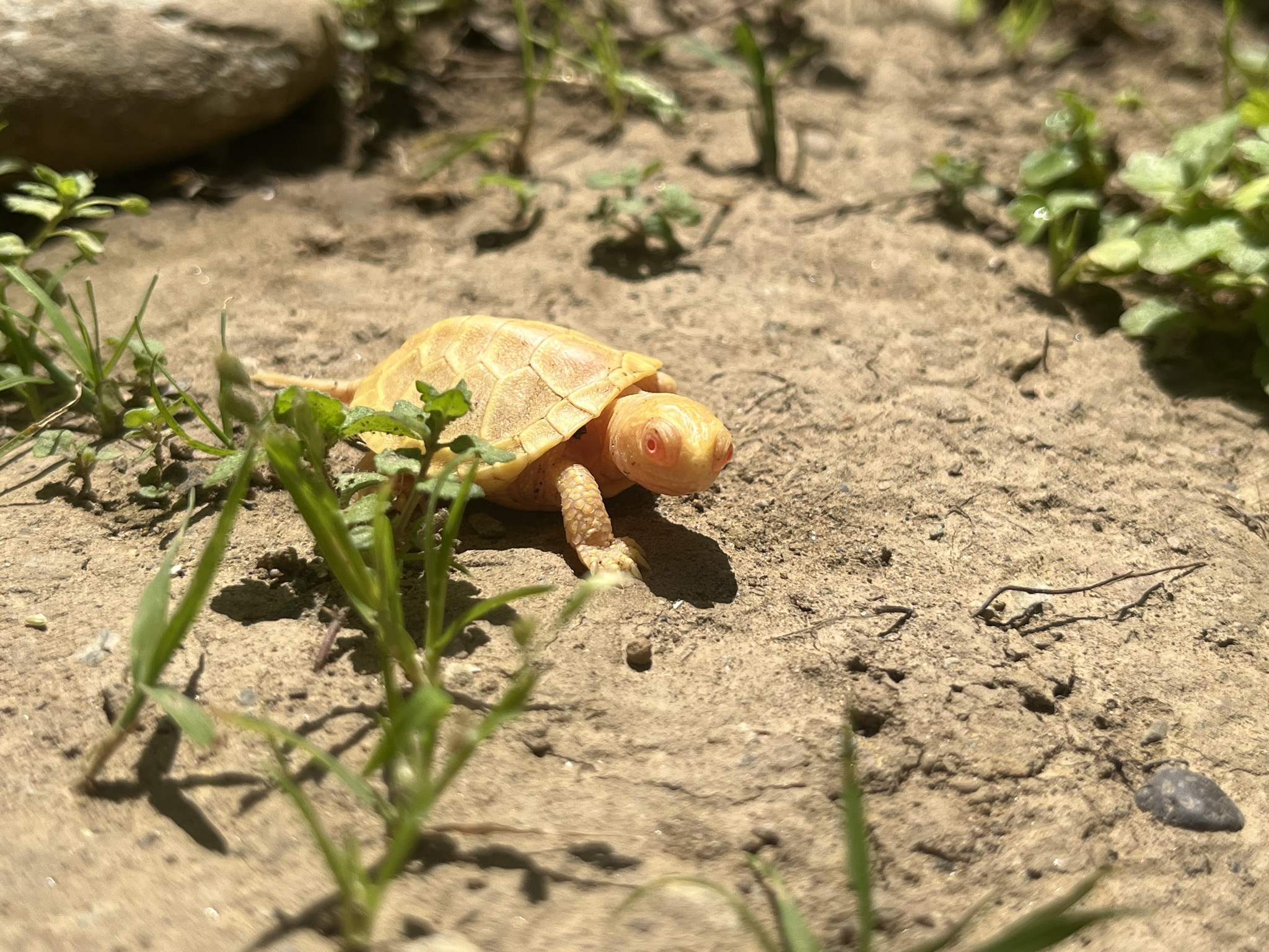 international backfill (iNaturalist): Persica