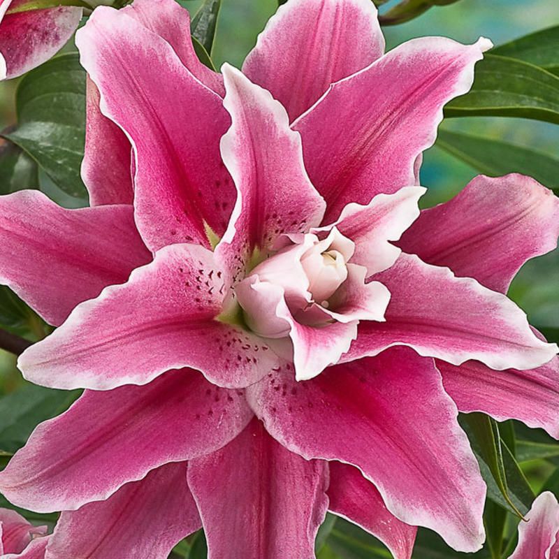 Лилия азиатская Sweet Rosy