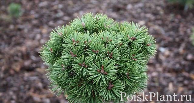 Сосна горная Kokos