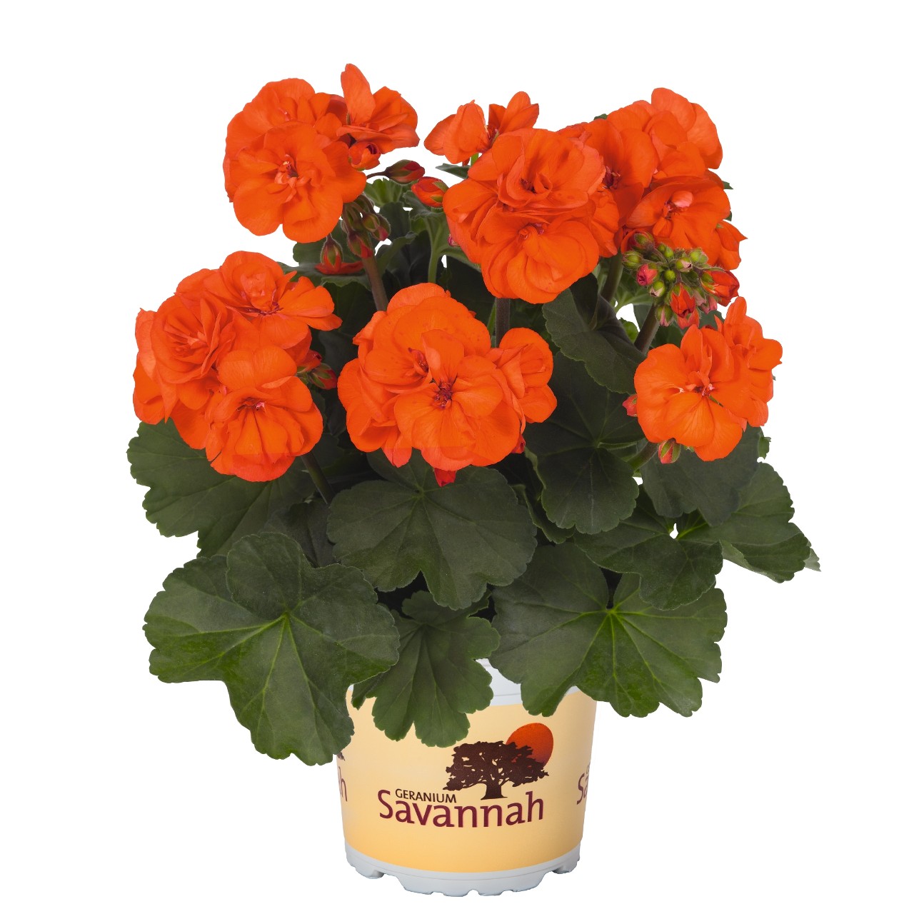 Пеларгония Savannah Oh so Orange