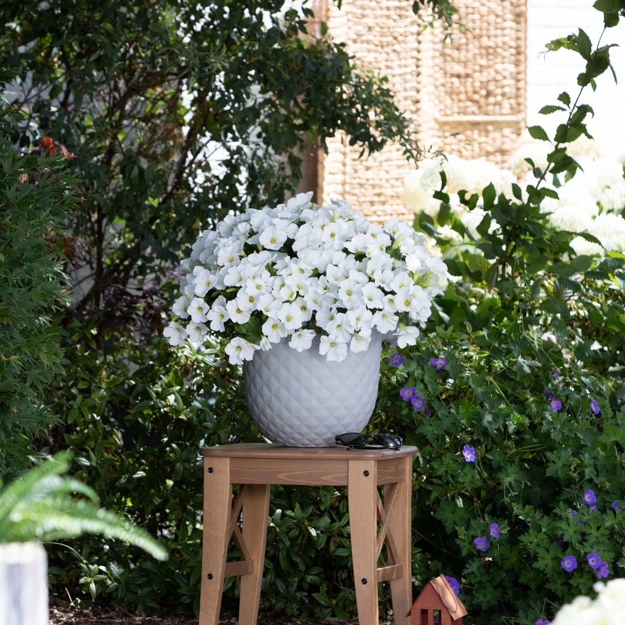 Петуния Potunia White