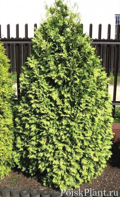 Туя западная Wareana Lutescens