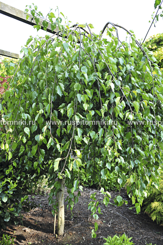 Береза повислая, бородавчатая, плакучая Long Trunk` = B. utilis `Long Trunk