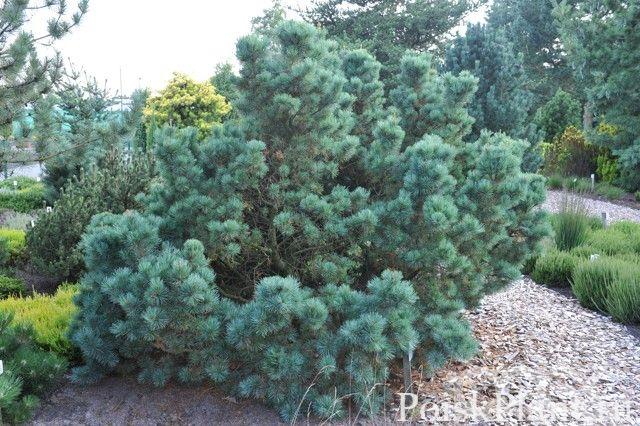 Кедровый стланик Glauca