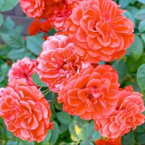 Роза "Orange Meillandina"