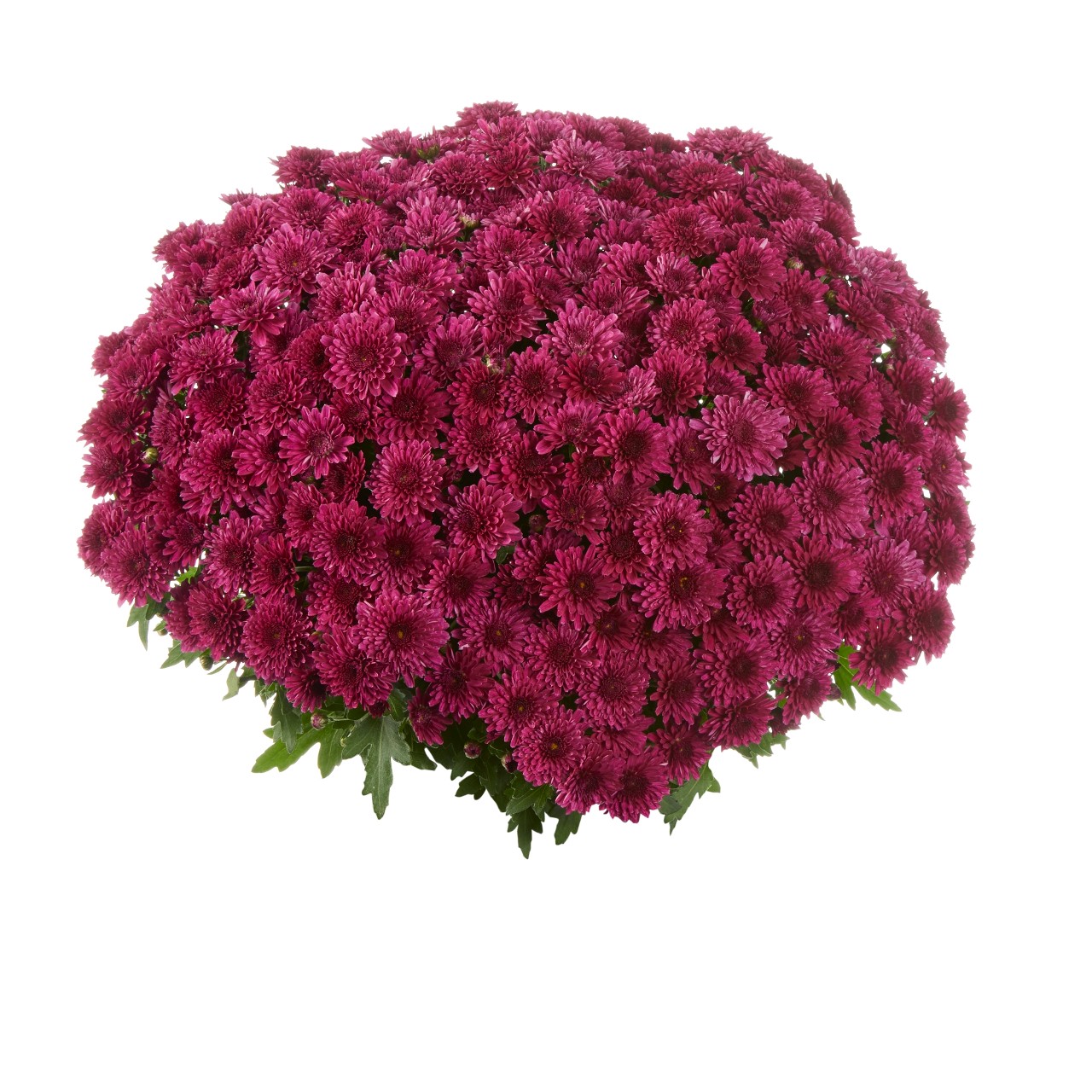 Хризантема Podium Purple