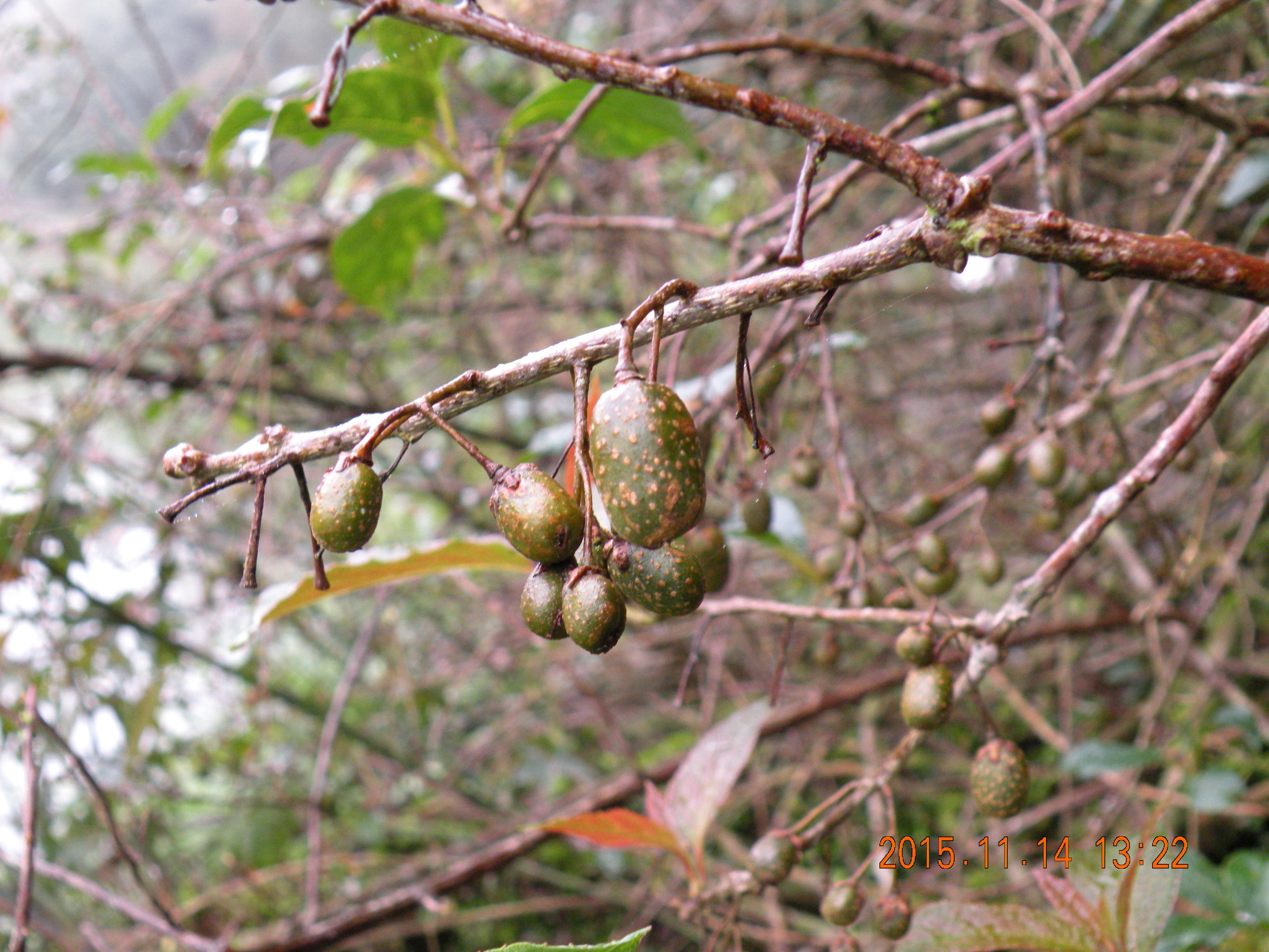 international backfill (iNaturalist): Actinidia