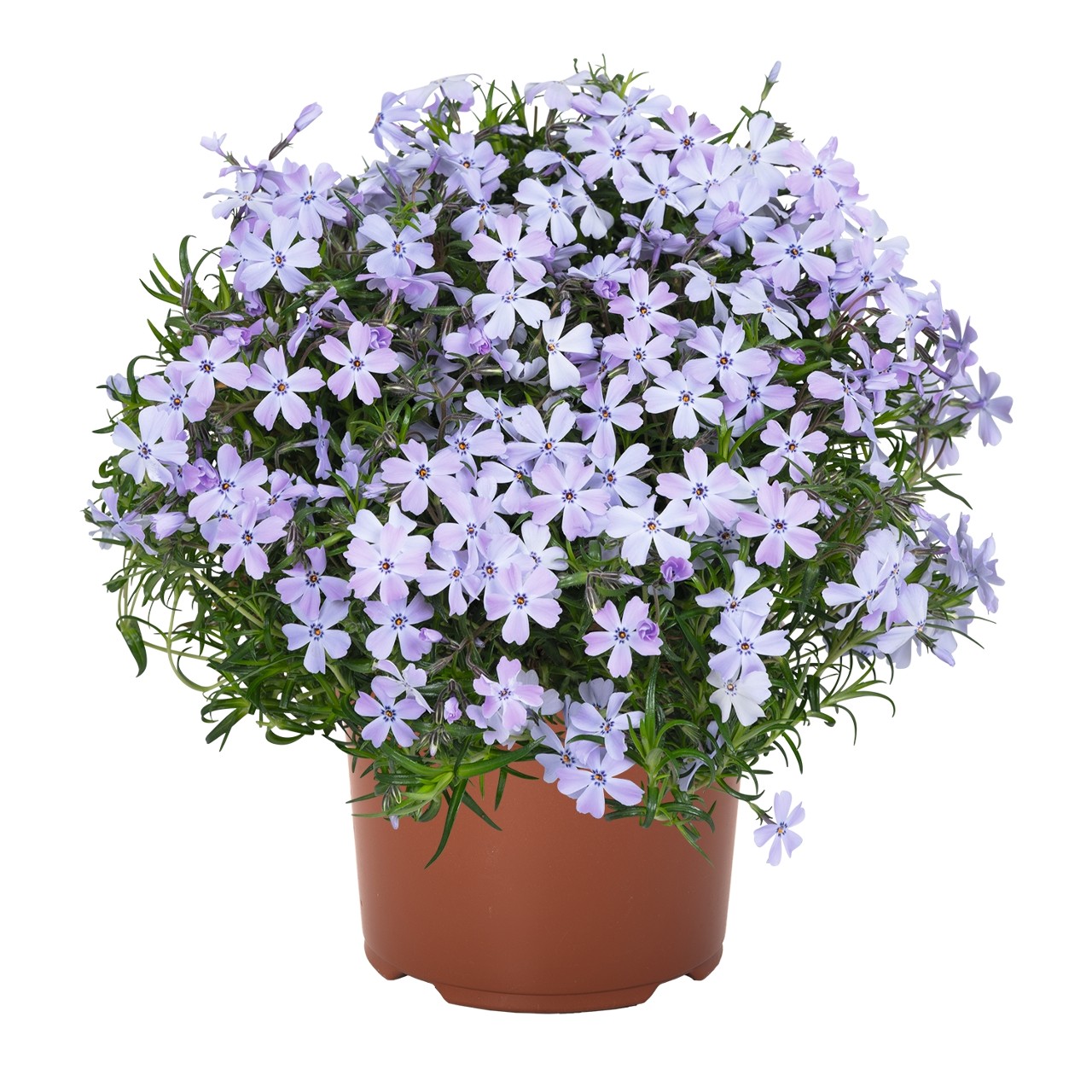 Флокс subulata Spring Blue
