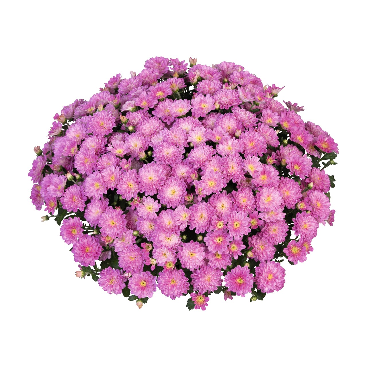 Хризантема Ditto Pink