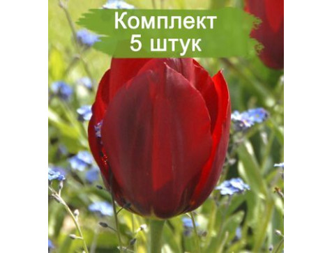 Тюльпан Паллада
