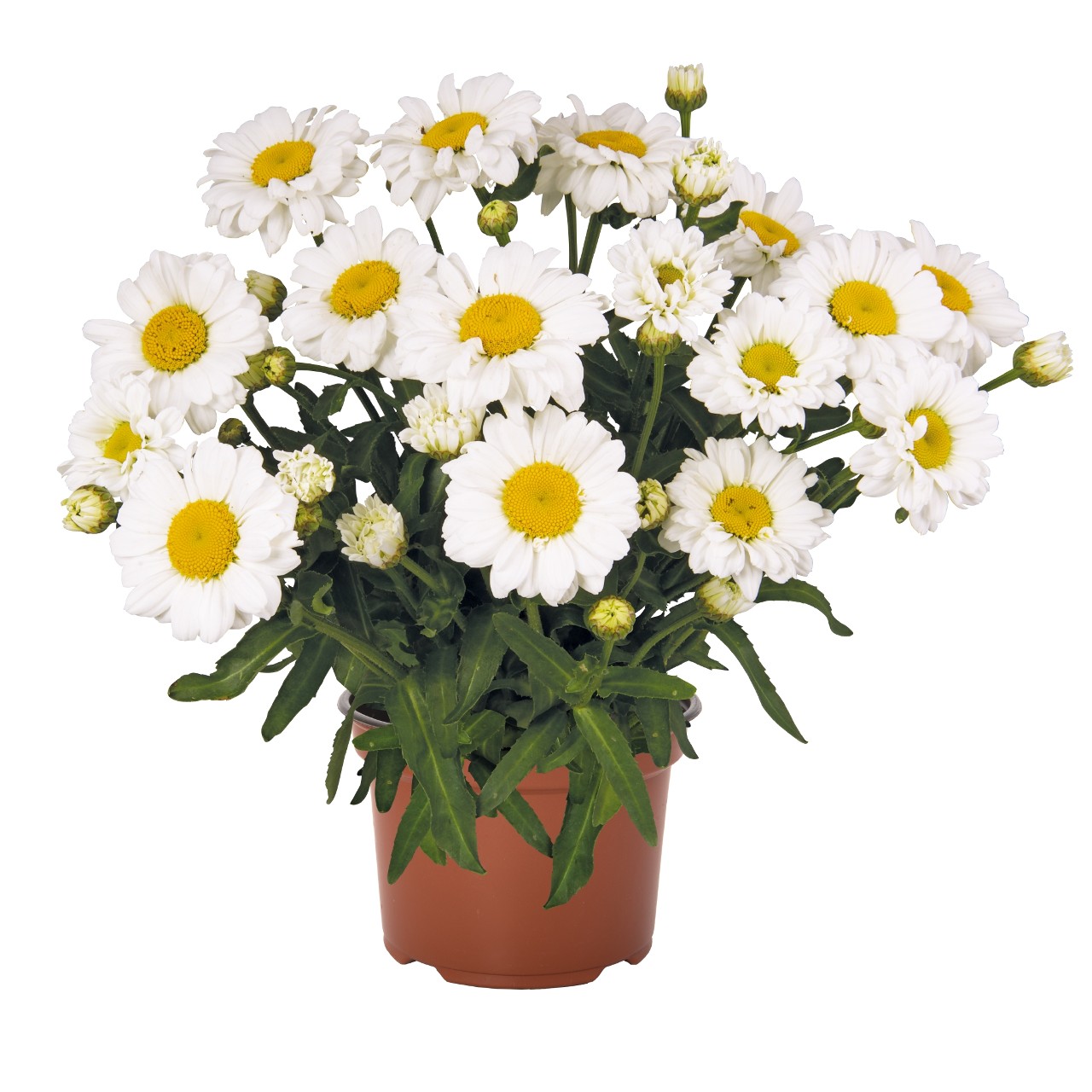 Нивяник Sweet Daisy Jane