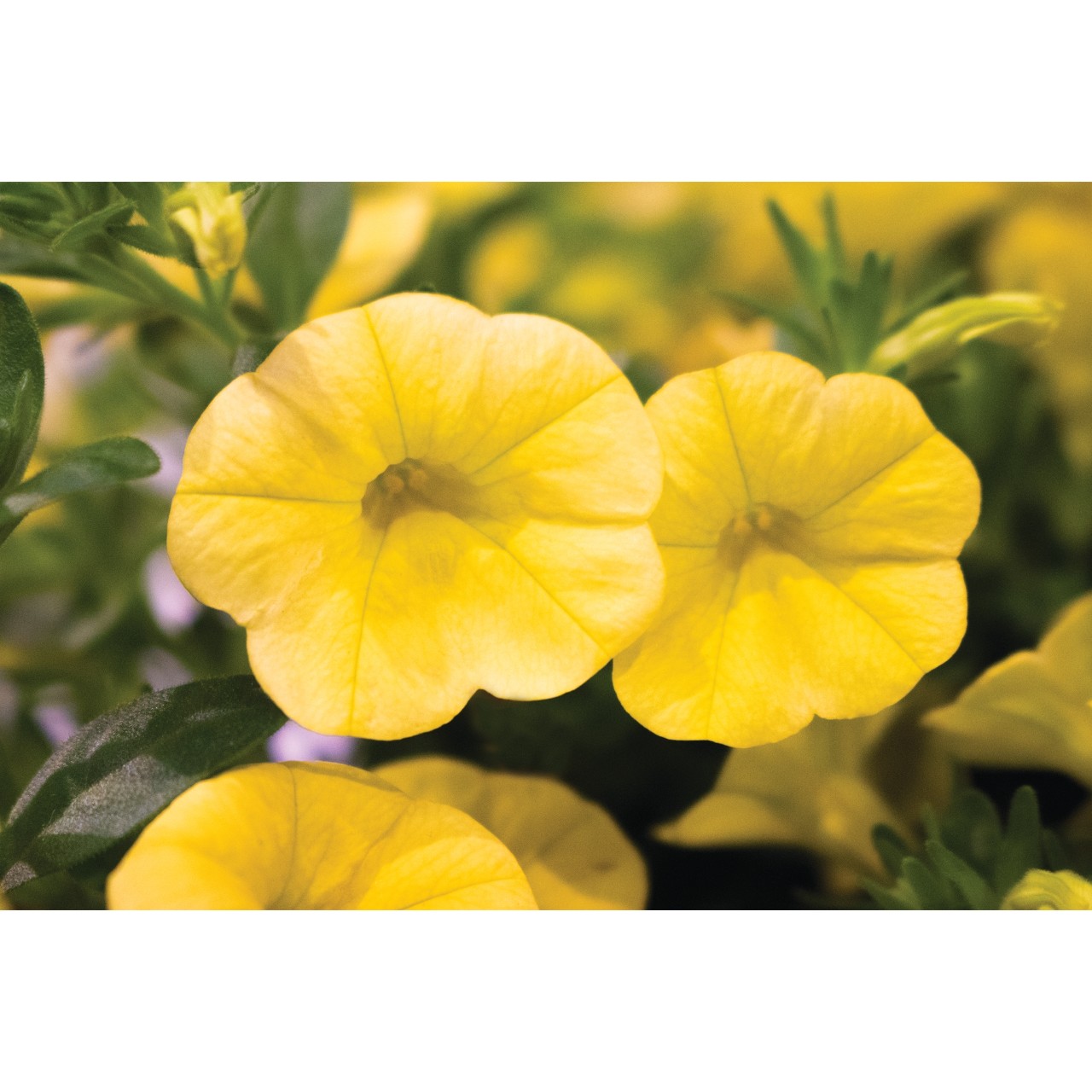 Калибрахоа Aloha Kona Yellow