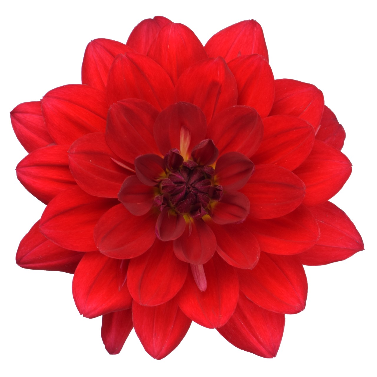 Георгина XXL Ruby Red