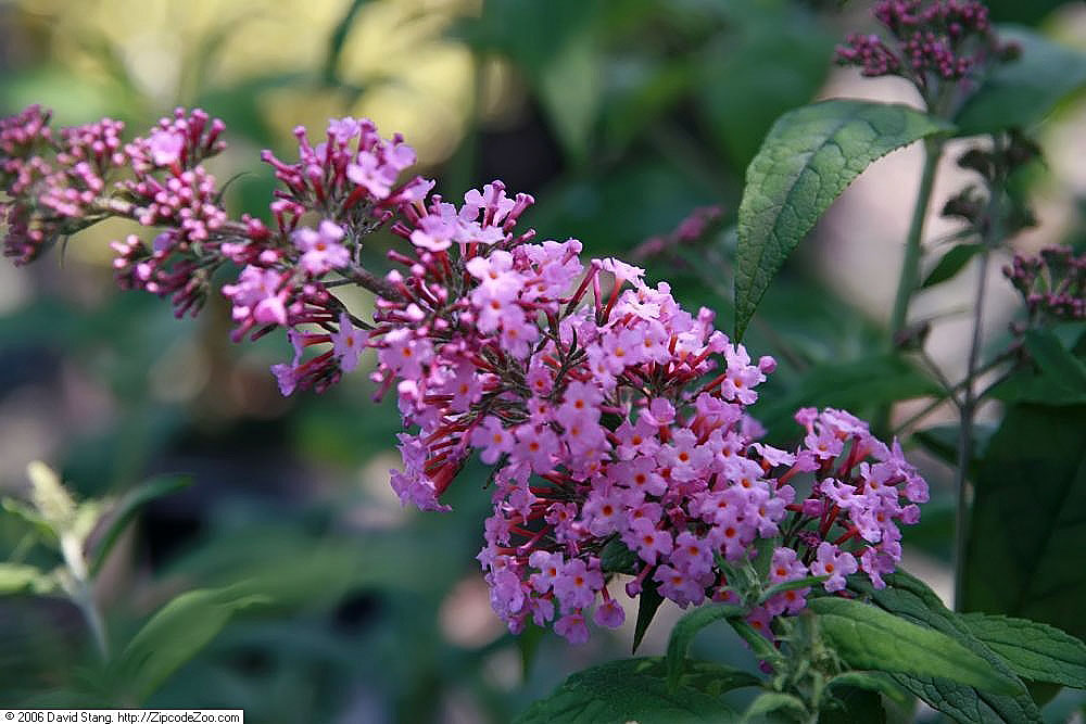 Буддлея давида "Pink Delight"