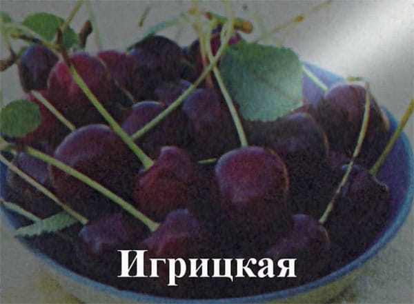 Дюк Игрицкая