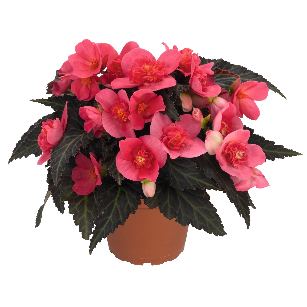 Бегония I'CONIA Portofino Hot Pink