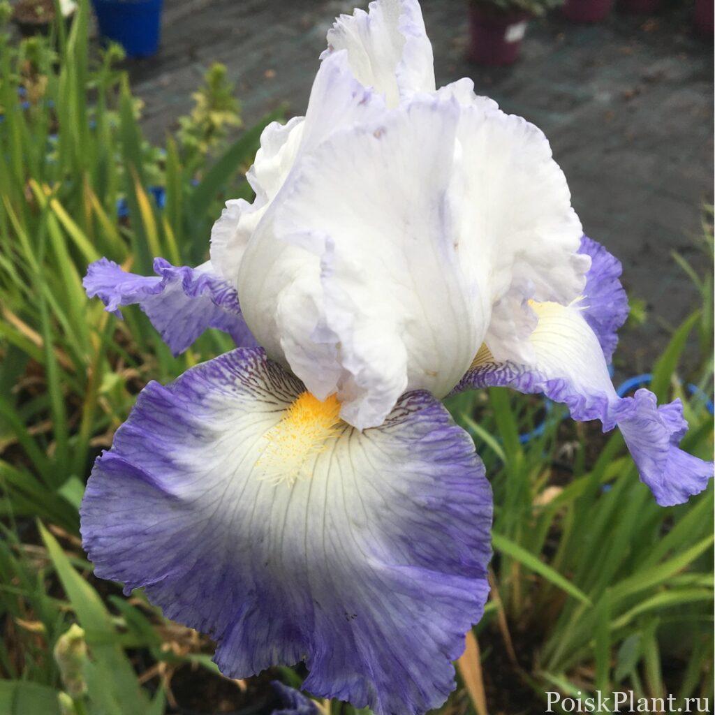 Ирис бородатый Mission Ridge