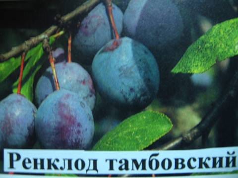 Слива Ренклод тамбовский