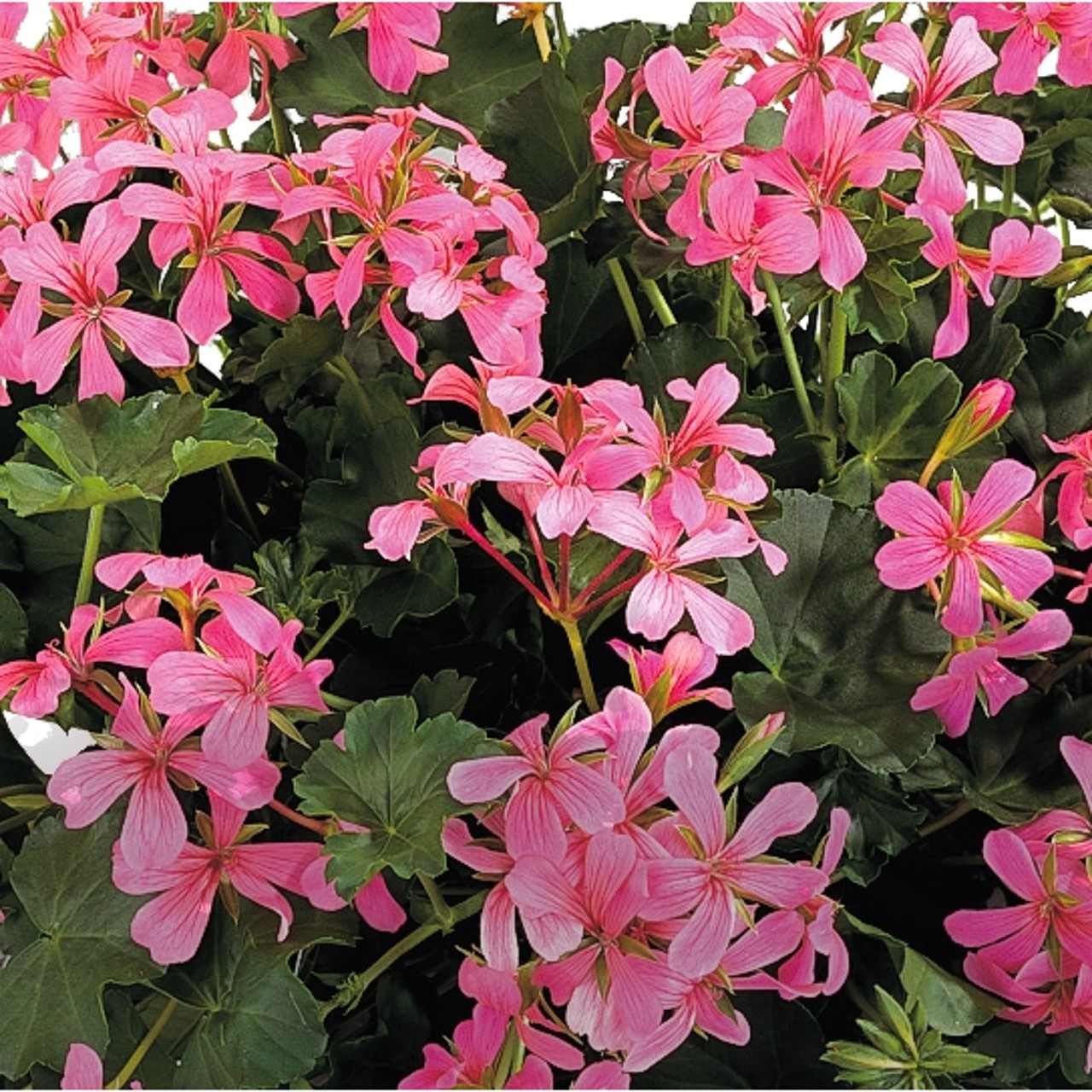 Пеларгония Classic Single Decora Pink