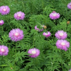 Василёк подбелённый (Centaurea dealbata)