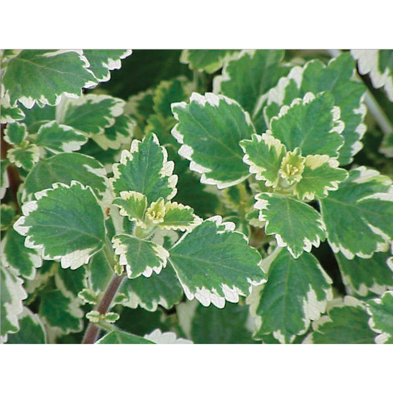 Плектрантус Plectranthus variegata