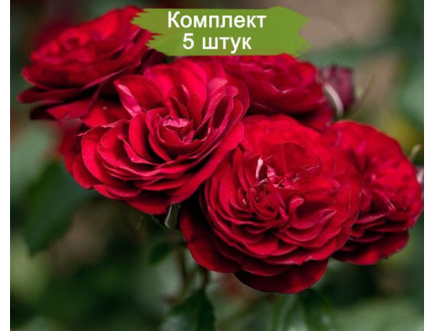 Роза Лаваглут (флорибунда)