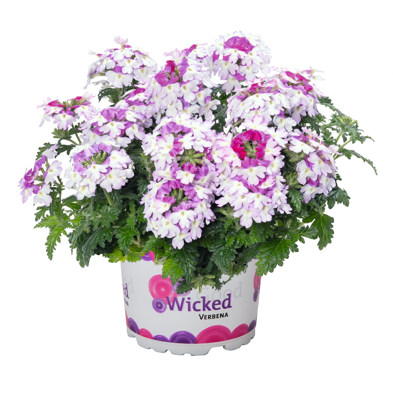 Вербена Wicked Magenta