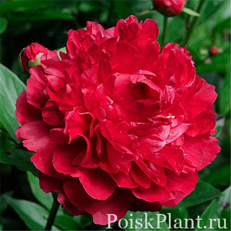Пион травянистый Adolphe Rousseau