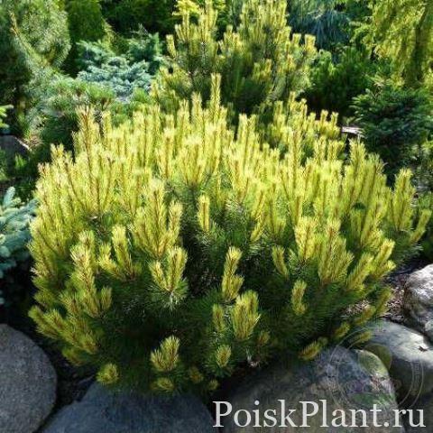 Сосна горная Albospicata Domschke