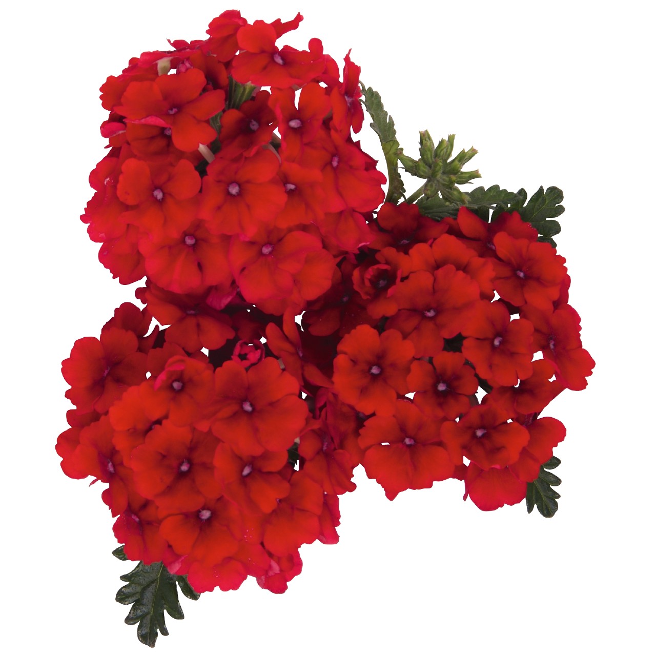 Вербена Empress Sun Red