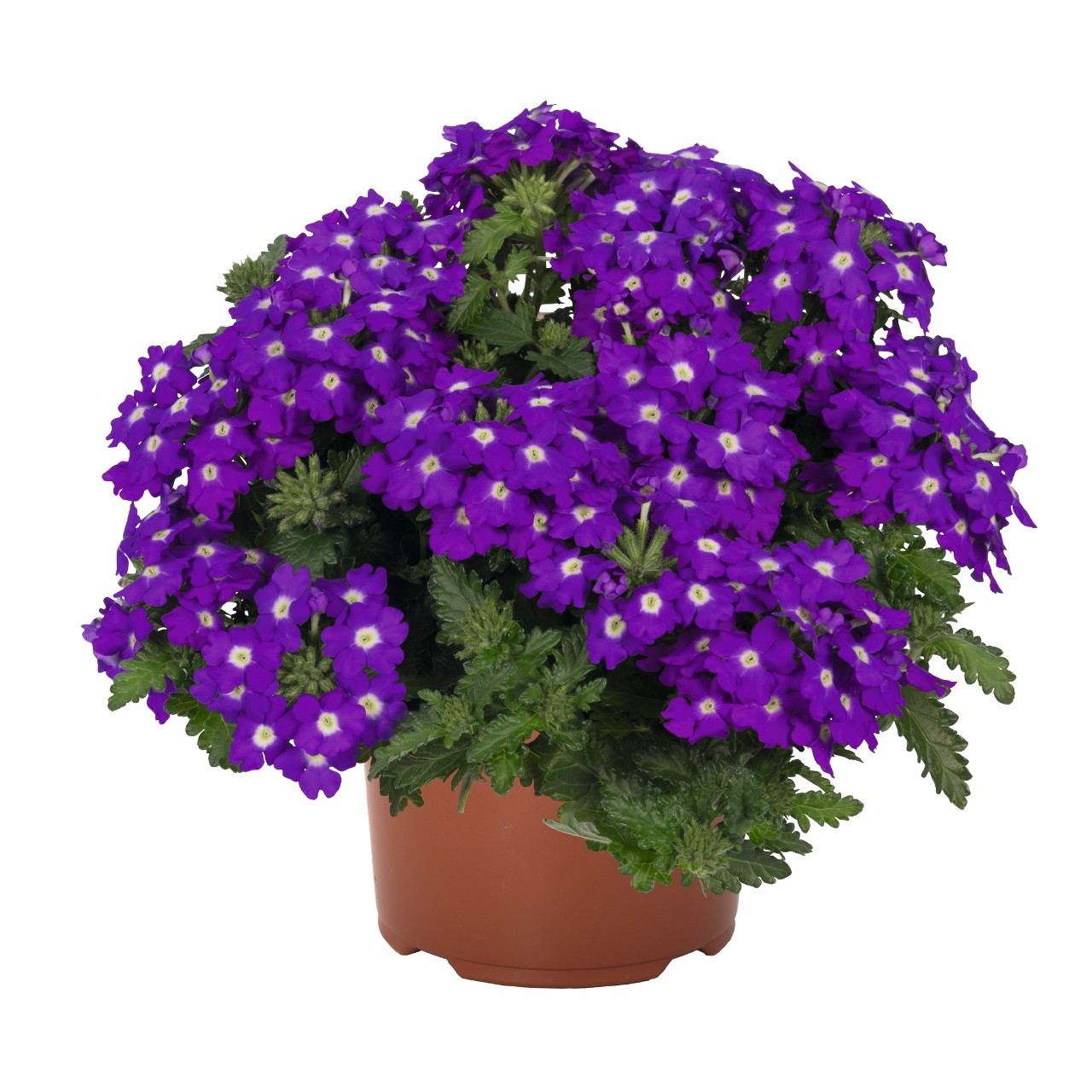 Вербена Lindolena Blue Charme