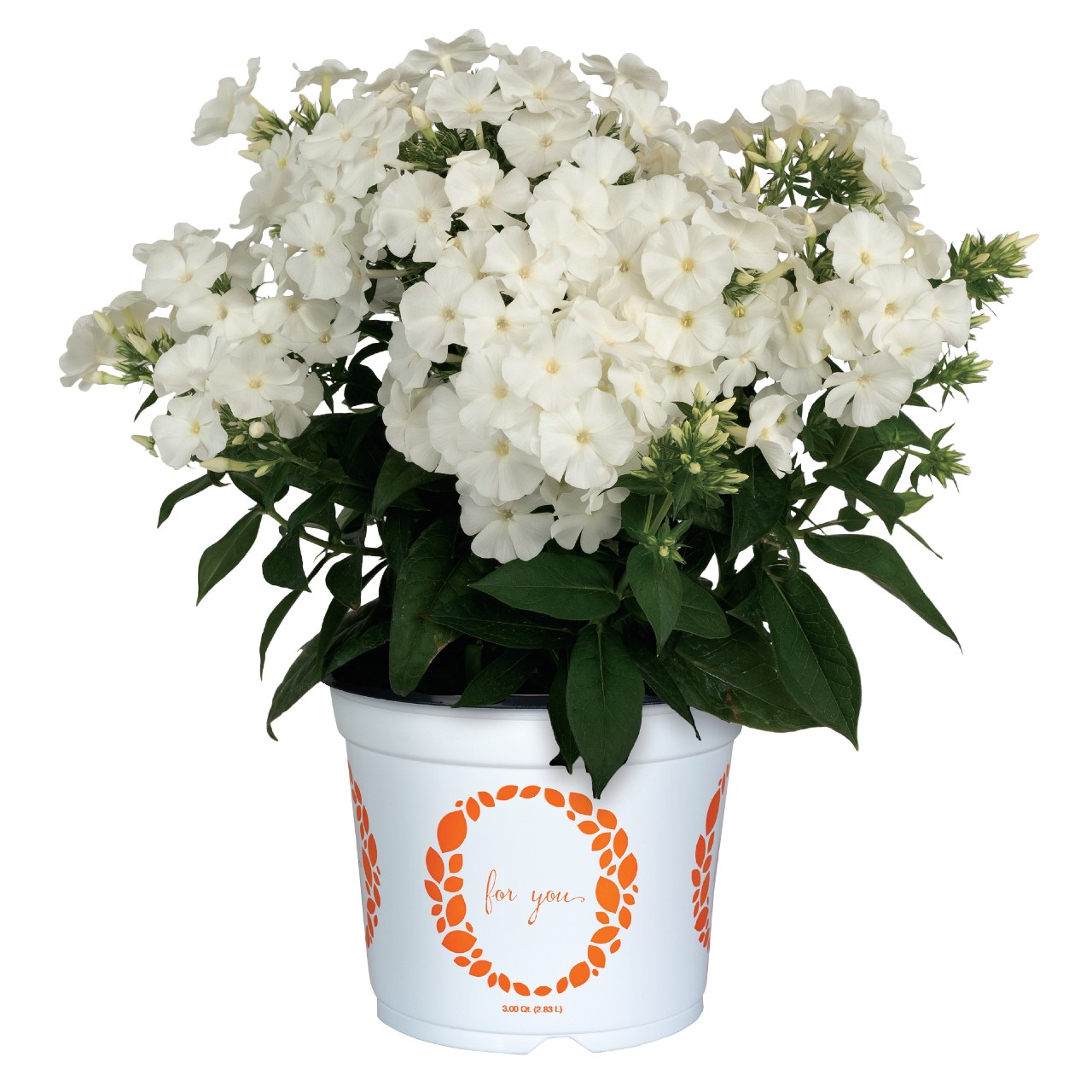 Флокс paniculata Flame Pro White Imp