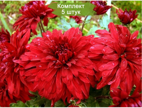Хризантема Дипломат