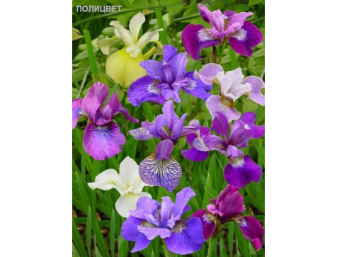 Ирис Сибирика Бридерс Микс (sibirica Breeders Mix)
