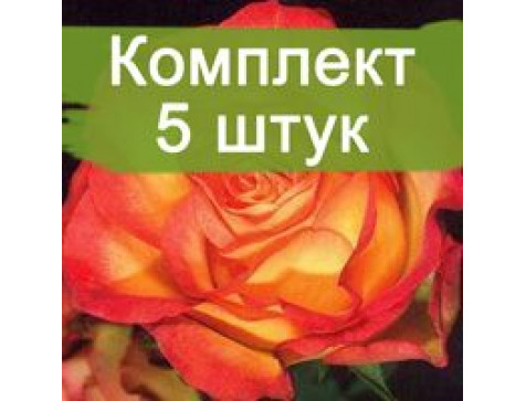 Роза Анимо (флорибунда)