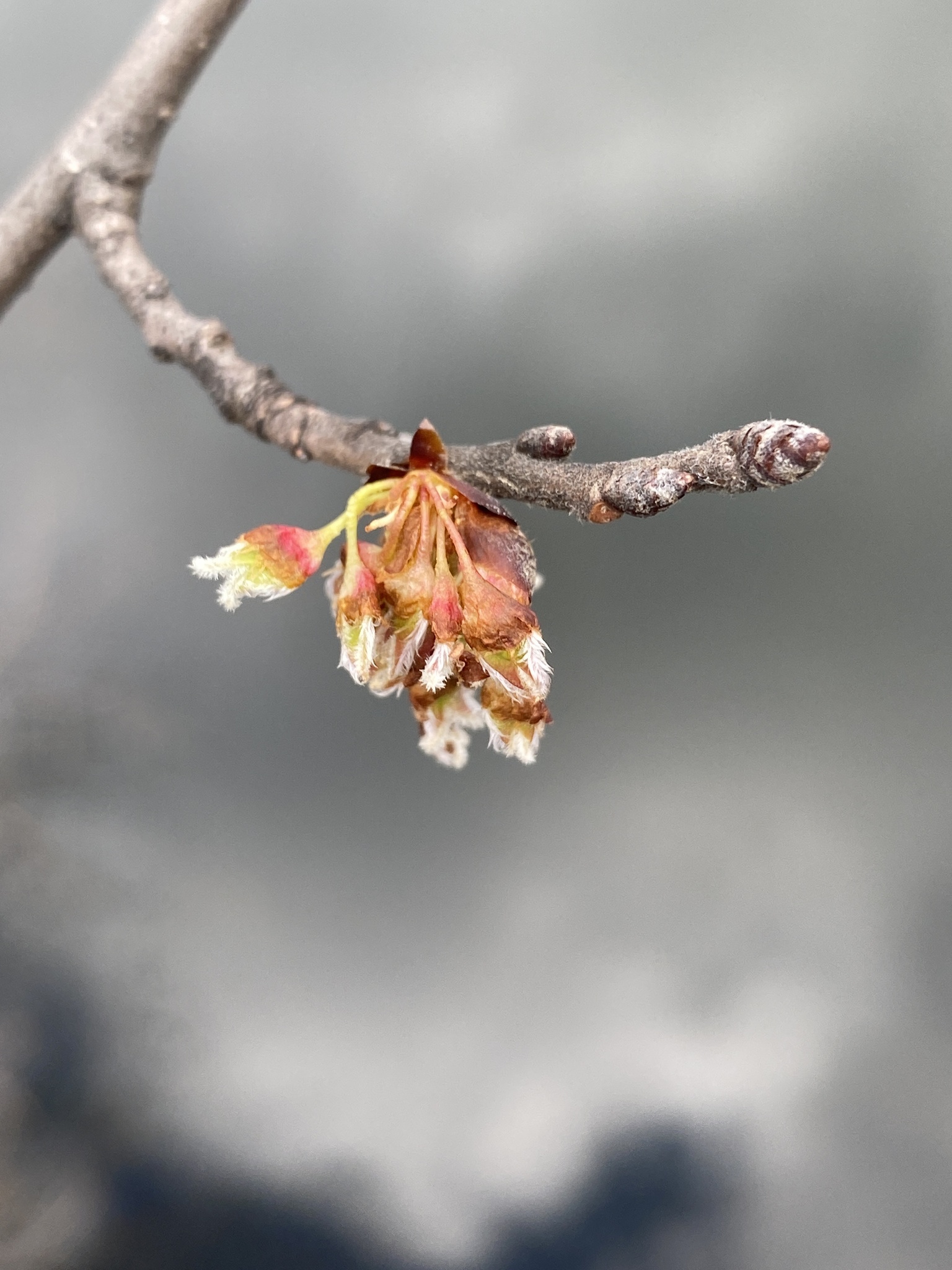 international backfill (iNaturalist): Ulmus